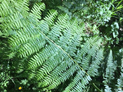 Fractalen in de natuur